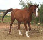 piquano1 150x139 My Horse Acted Like A Robot!