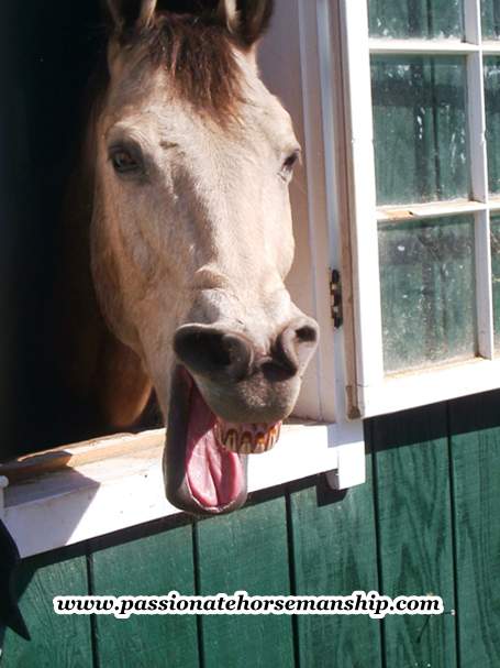 HorseYawning Groundwork Through Horse Agility Improves Communication