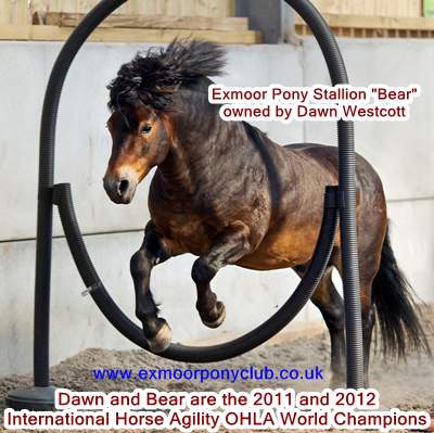 bearhoop3Wording400X399 Exmoor Pony Stallion International Horse Agility World Champion