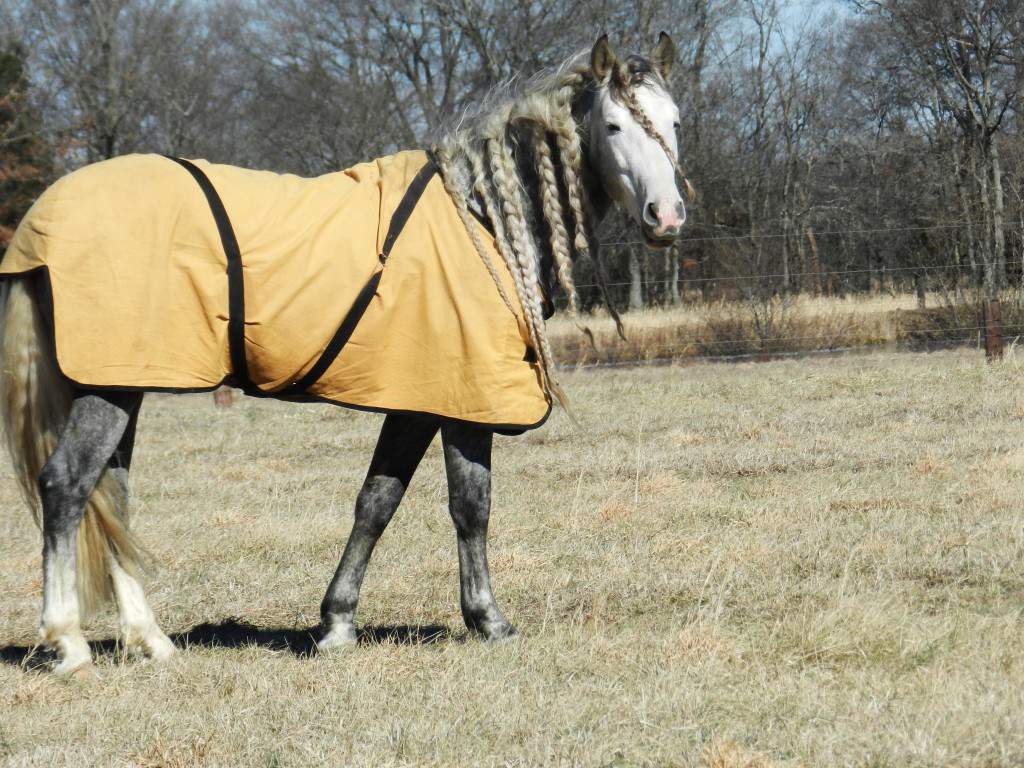 Winter Horse Blankets